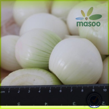 wholesale fresh white onion