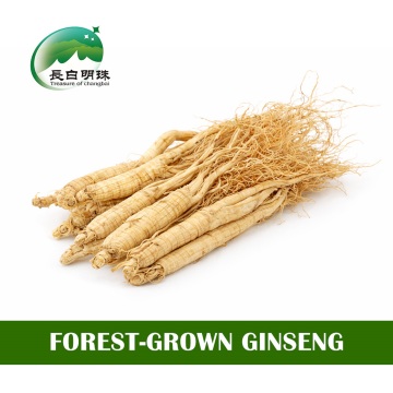 Wild-simulated ginseng root for sale