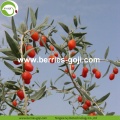 Goji Berry Nguyên liệu thô