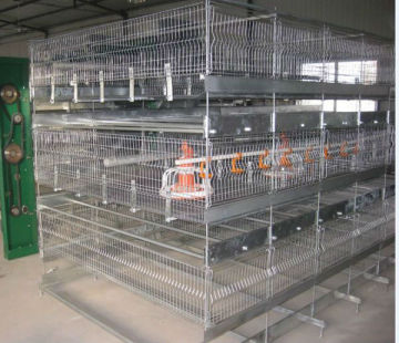 broiler cage for sale 