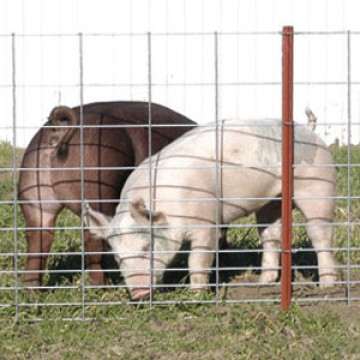 Malla de alambre soldada con autógena del panel de la cerca del cerdo