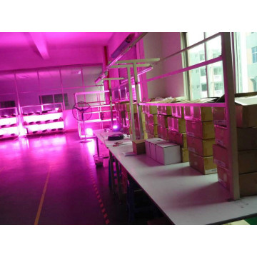 100w LED Grow Light For Vertical Farming Greenhouse