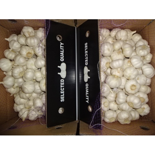 2020 Pure White Garlic