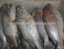 Frozen Yellow croaker and white croaker (whole round) fish