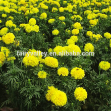 2015 F1 Hybrid Marigold Seeds Tagetes erecta L. seeds for sale