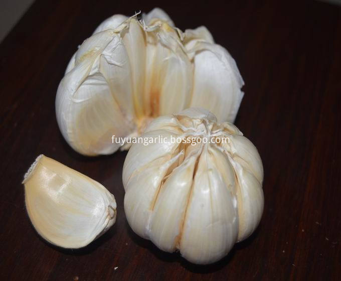 garlic to south africa market