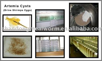 High Hatching rate artemia cysts/Brine Shrimp Eggs