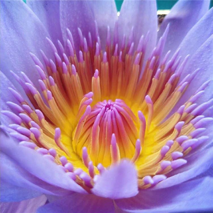 Minyak Esensial Lotus Biru Sempurna