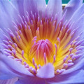 Blue Lotus Essential Oil Perfect