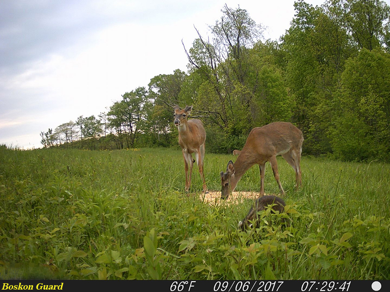 deer trail camera