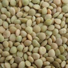 Lentil Beans Good Sale