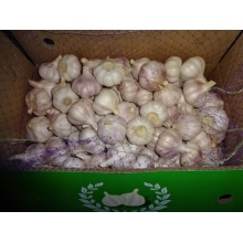 Good Quality Normal White Garlic 2020