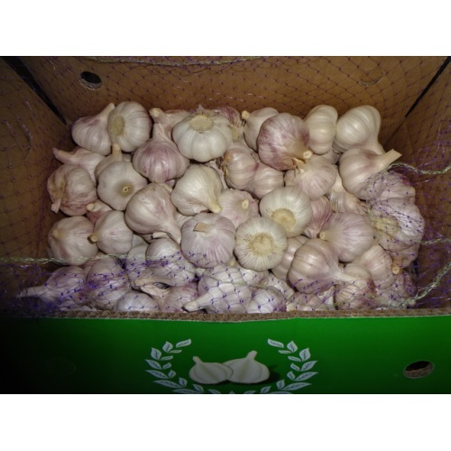 Good Quality Normal White Garlic 2020