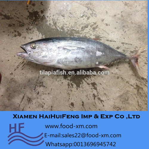 Individual quick freezing frozen skipjack tuna with price