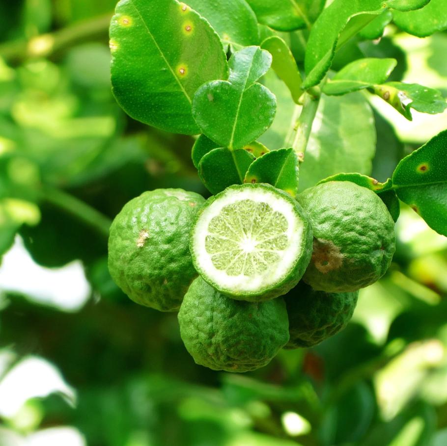 sampel gratis label pribadi minyak esensial bergamot