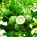 ฉลากเอกชนน้ำมันหอมระเหยของ Bergamot