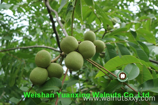 Pastry chef's favorite ingredients Chinese Walnut Kernels