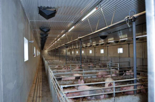 T8 Optimal Anti-Ammonia/Acid for Poultry Industrial Lighting