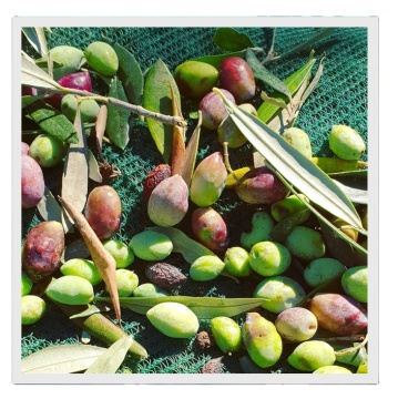 100% New HDPE Olive Collection Net for Agriculture