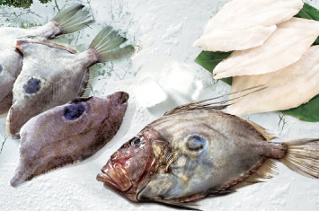 Frozen Seafood John Dory Fish