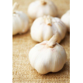 5.5 cm Factory Pure White Fresh Garlic