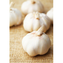 5.5 cm Factory Pure White Fresh Garlic