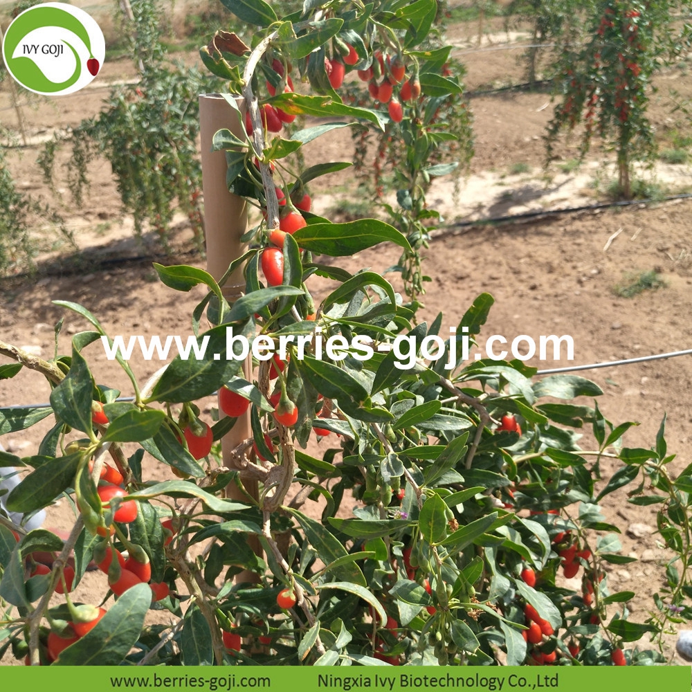 organic goji berry