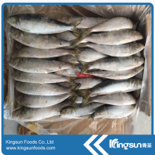New Season Discounted Price Frozen Sardine Fish