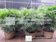 rhapis multifida potted and rooted indoor small palm trees