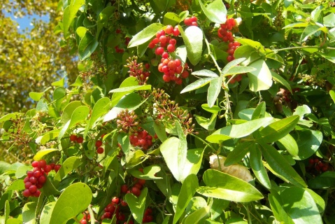Smilax China-Extrakt Smilax China Extract