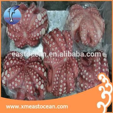 octopus vulgaris