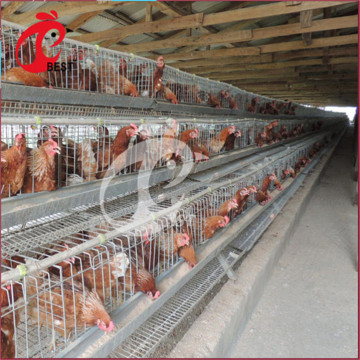 Brand New Automatic Chicken Breeders Cage Systems for Wholesale