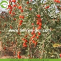 Frutti di Goji sani della frutta asciutta del rifornimento della fabbrica