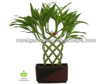 Lucky bamboo knitted in peatmossdracaena lucky bamboo