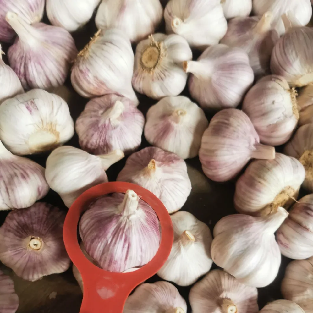 2020 New Grop Fresh Garlic Pure White Garlic Red Garlic Wholesale Price