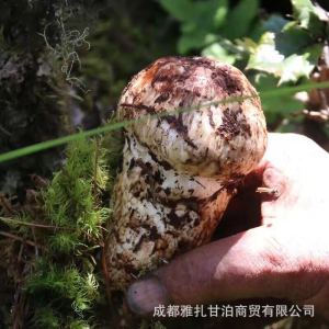 Vendo tricholoma matsutake essiccato surgelato