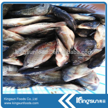 Frozen Black Tilapia Fish W/R