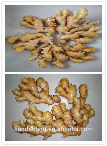 GAP Fresh Ginger Root For American Market