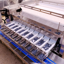 VSEE Company Blueberry Packaging Scale