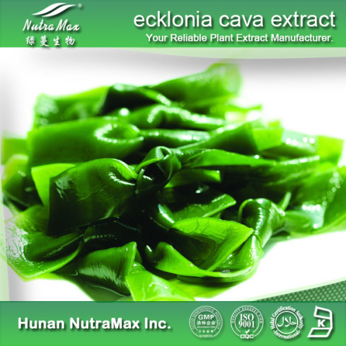 Supply 100% Natural Ecklonia Cava Extract (5%~40%)