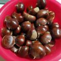 Clean Chestnut Fresh untuk Dijual