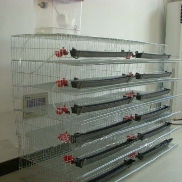 Quail Cage Farm Design