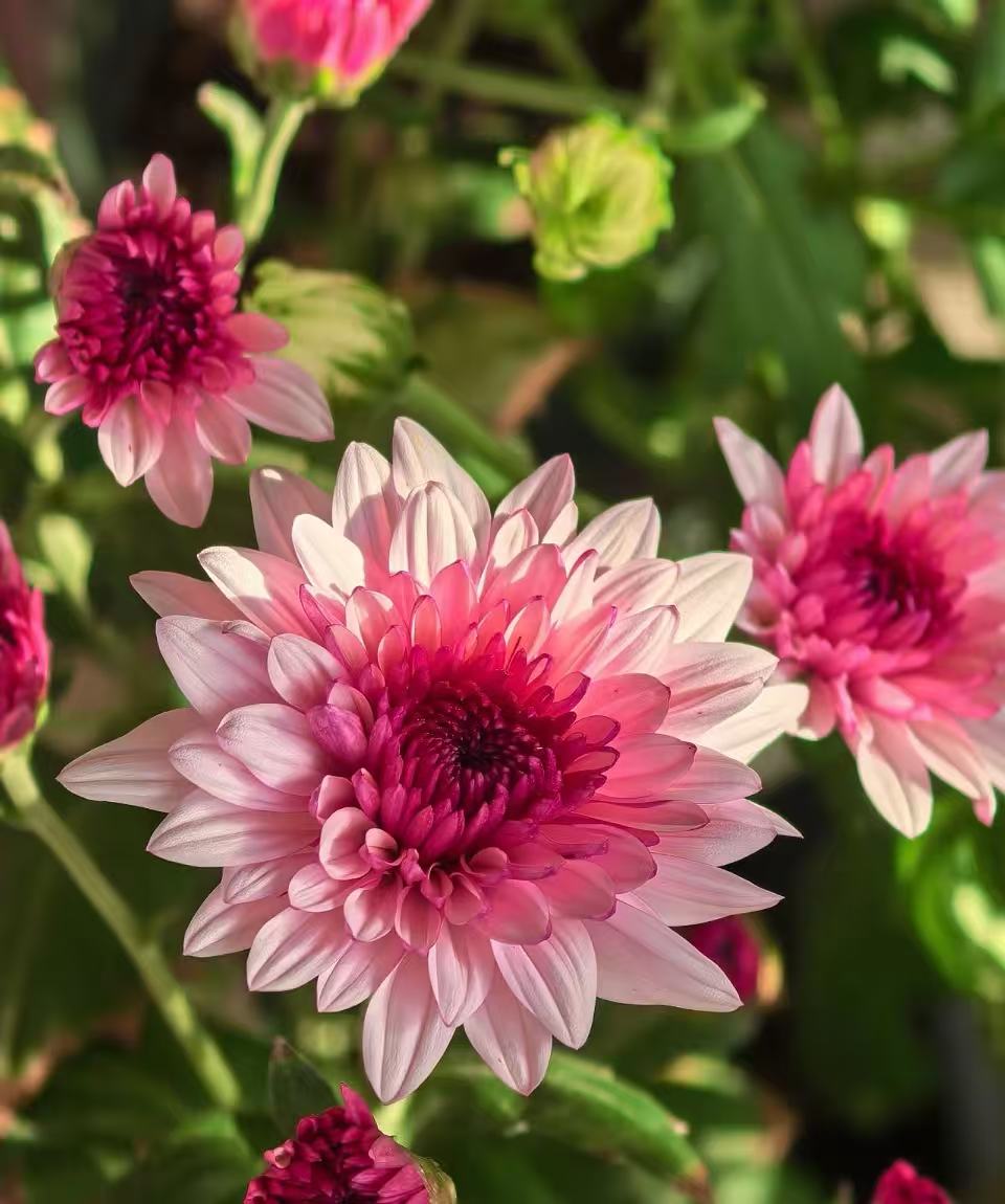 গোলাপী টেডান ক্রাইস্যান্থেমাম Pink Tedan chrysanthemum