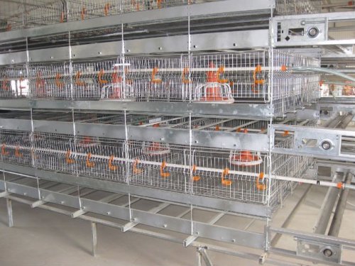 Design Broiler Chicken Cages For Kenya Poultry Farm