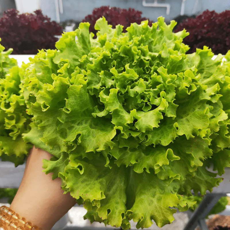 lettuce1-