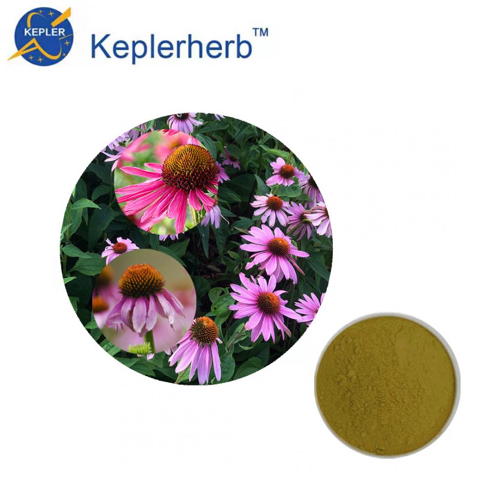 Echinacea Purpurea-Herb