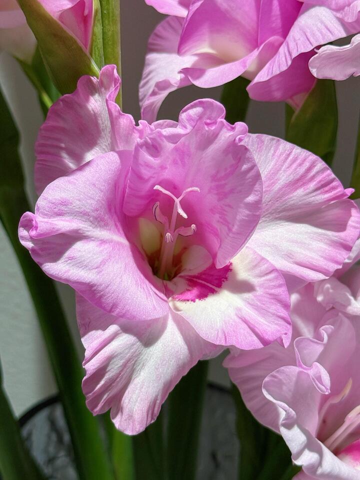ই লিয়ান ইউ মেং এর গ্ল্যাডিওলাস Gladiolus of Yi Lian You Meng