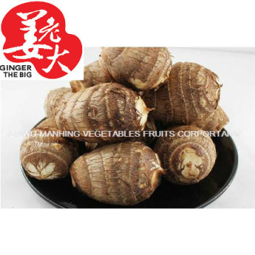 Super Quality Fresh Taro Grade A