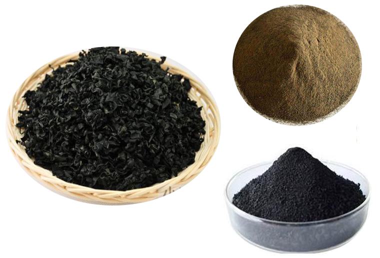 Algenextrakt Seaweed extract