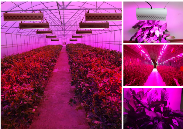 High PAR LED Grow Lights